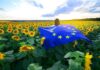 ЕС очаква най-силната реколта от слънчоглед от три години, България е сред лидерите